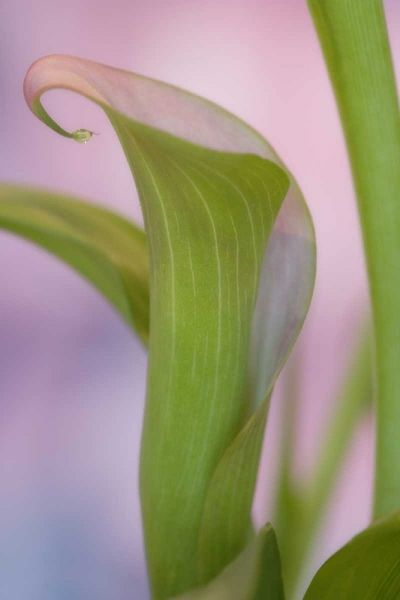 Close-up of calla Lily
